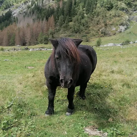 Chalet Bergaufe *